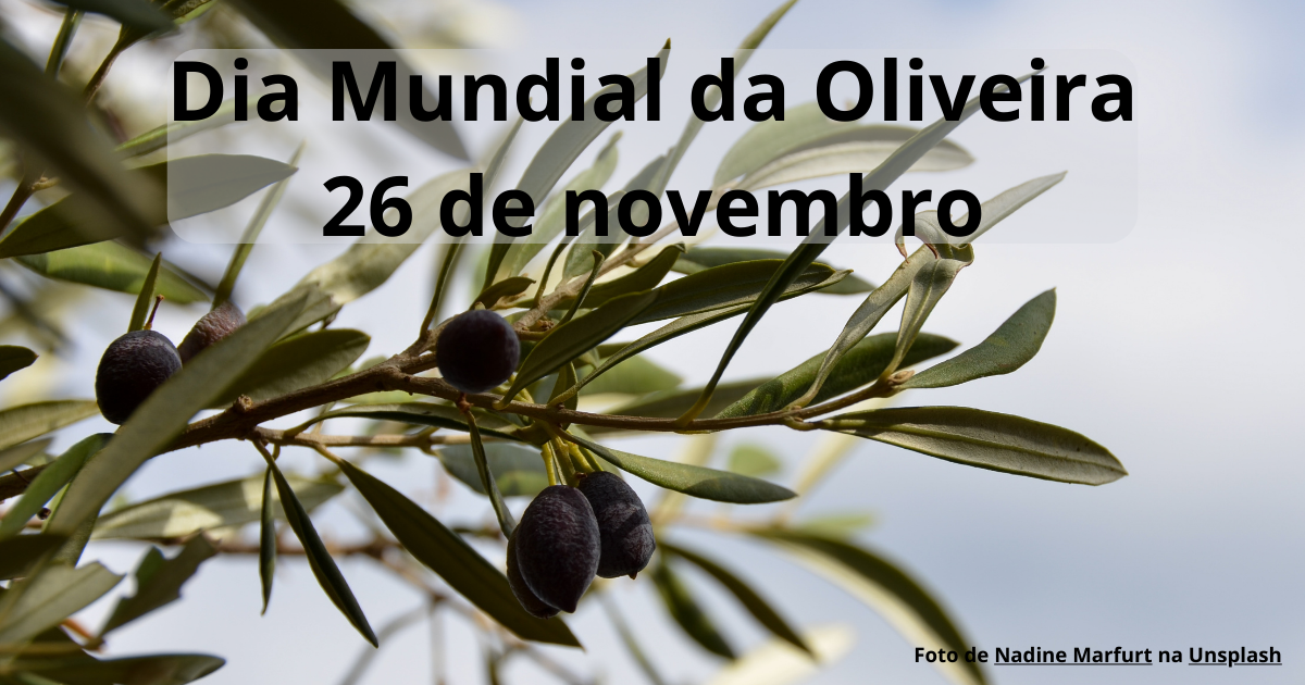Ramo de oliveira